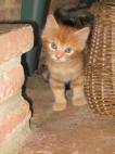 mon chaton