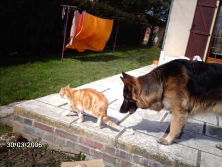 ma chate fripoulle et mon chien oscar
