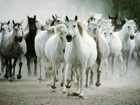 des chevaux en liberter